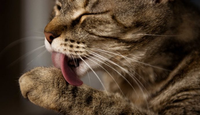 Warum Schleckt Meine Katze Mich Ab Warum leckt meine Katze mich ab? | ZooRoyal Magazin