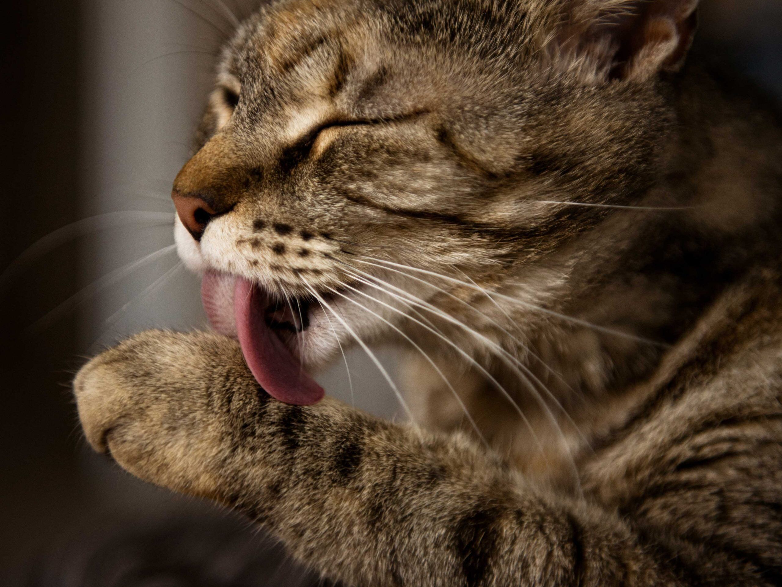 Katze Beißt Sich Beim Putzen Ins Fell Katze putzt sich ständig - was nun? | ZooRoyal Magazin