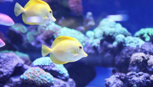 meerwasseraquarium im sommer kühlen