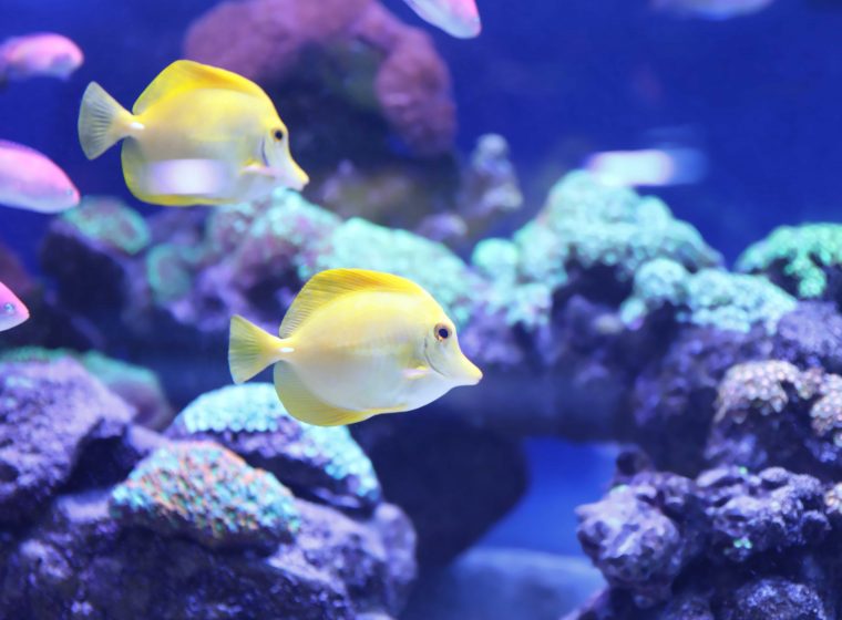 meerwasseraquarium im sommer kühlen