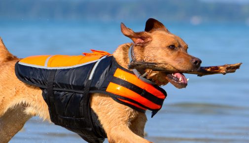 Schwimmweste für Hunde