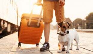 Lange Zugfahrt mit Hund