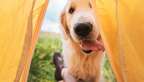 Camping mit Hund