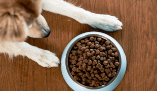 Hautprobleme beim Hund
