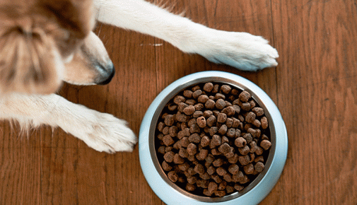 Hautprobleme beim Hund