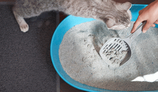 Katzenstreu entsorgen