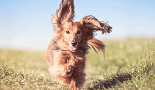 Hyperaktivität beim Hund