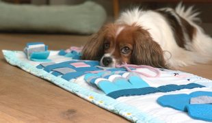 Schnüffelteppich für Hunde selber machen