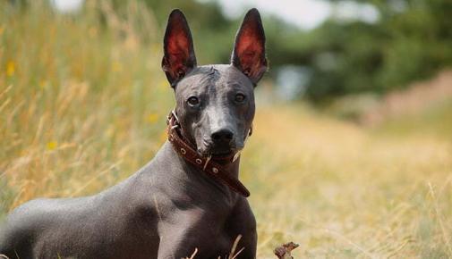 Xoloitzcuintle