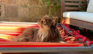 Hundebett selber bauen