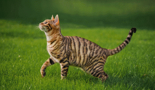 Toyger