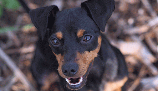 Zahnpflege für kleine Hunde