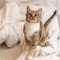 Katze pinkelt ins Bett