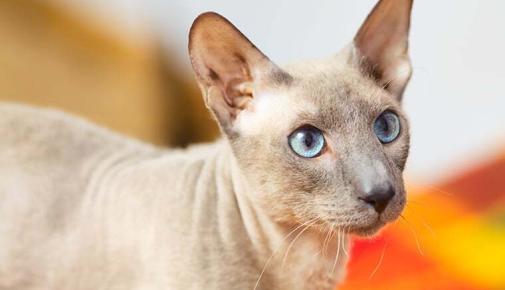 Peterbald