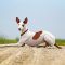 Podenco Ibicenco