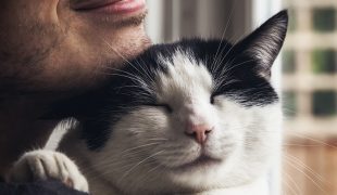 Woran erkennt man die Bezugsperson einer Katze