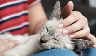 Woran erkennt man die Bezugsperson einer Katze