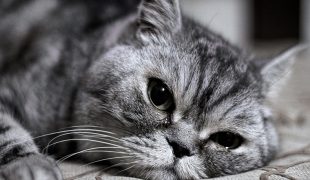 Können Katzen weinen