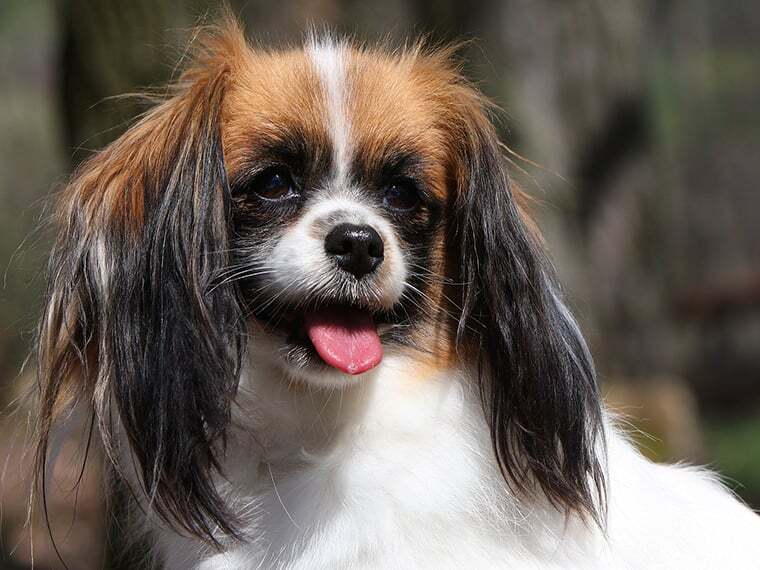 Phalene Charakter, Größe & Erziehung Steckbrief