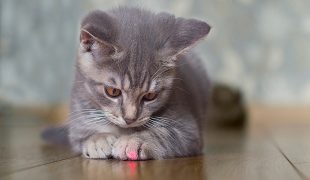 Laserpointer für Katzen