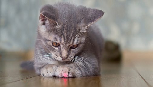 Laserpointer für Katzen