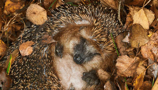 Igel Winterschlaf