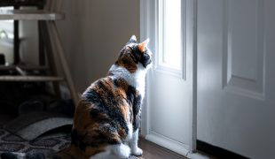 Katze kratzt an Tür