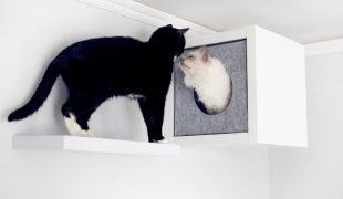 Katzen Kletterwand