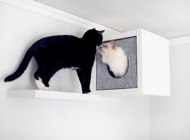 Katzen Kletterwand