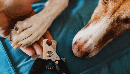 Krallen schneiden beim Hund