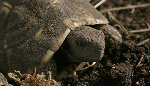 Schildkröte Winterschlaf