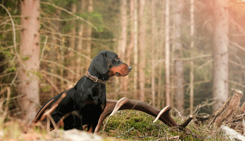 Schwarzwildbracke