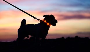 Ein Hund an einer Leine mit einem Leuthalsband steht im Halbdunkeln vor einem Sonnenuntergang.
