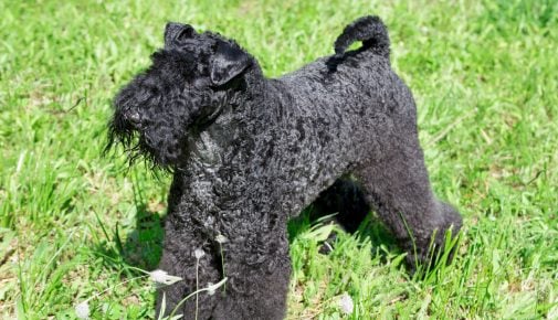 Kerry Blue Terrier