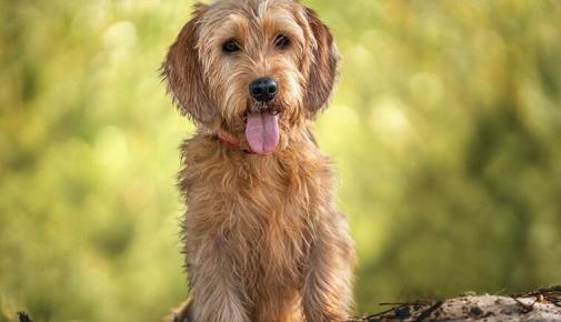 Basset Fauve de Bretagne