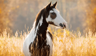 Paint Horse