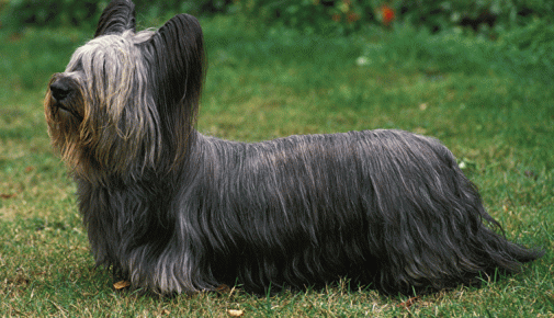 Skye Terrier