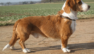 Westfälische Dachsbracke