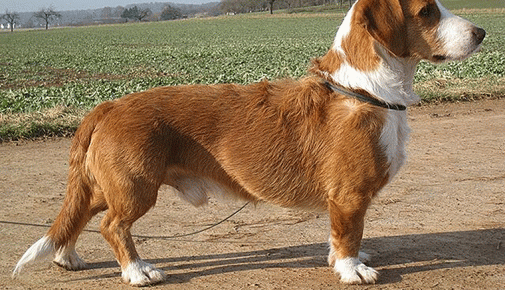 Westfälische Dachsbracke