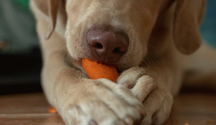 Hund vegan ernähren