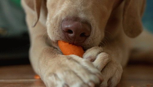 Hund vegan ernähren