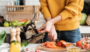 HUnd vegetarisch ernähren
