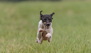 Japanischer Terrier