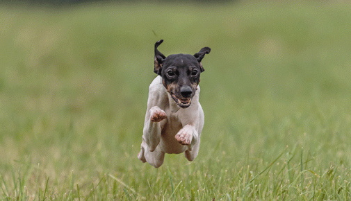 Japanischer Terrier