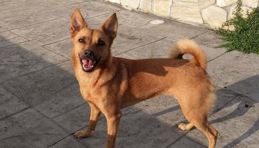 Taiwanhund