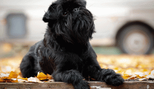 Belgischer Griffon