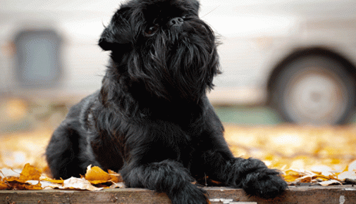 Belgischer Griffon