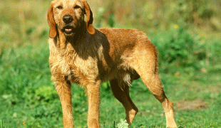 Griffon fauve de Bretagne