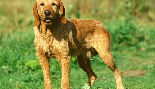 Griffon fauve de Bretagne