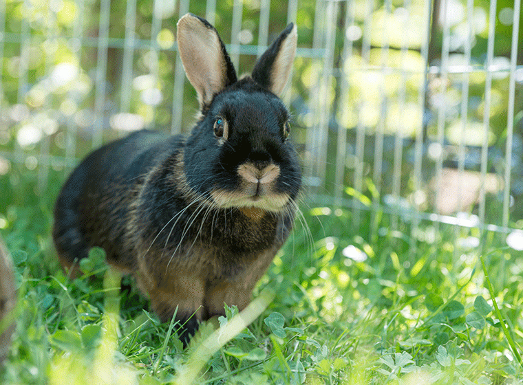 Schwarz-braunes Kaninchen sitzt im Gras.